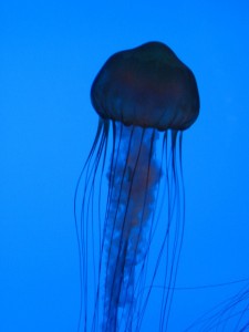 Jellyfish Jellyfish