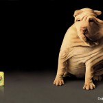 lipton serinlik